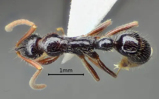 Leptogenys mengzii specimen