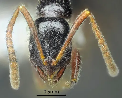 Leptogenys mengzii specimen