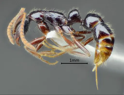 Leptogenys mengzii specimen