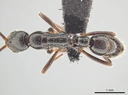 Leptogenys mengzii - CASENT0713663