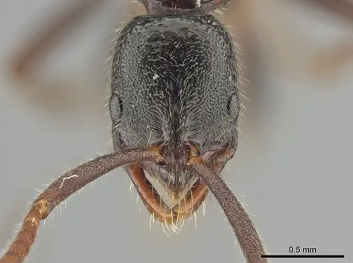 Leptogenys mengzii - CASENT0713663