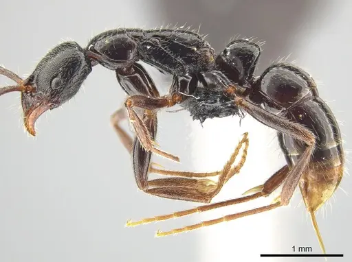 Leptogenys mengzii - CASENT0713663