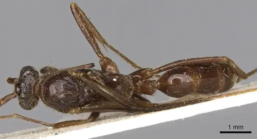 Leptogenys meritans specimen