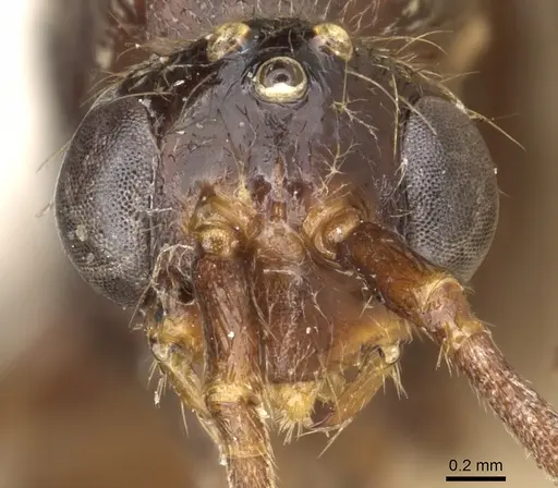 Leptogenys meritans specimen