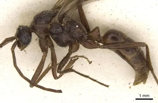 Leptogenys meritans specimen