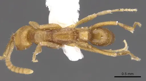 Leptogenys microps specimen