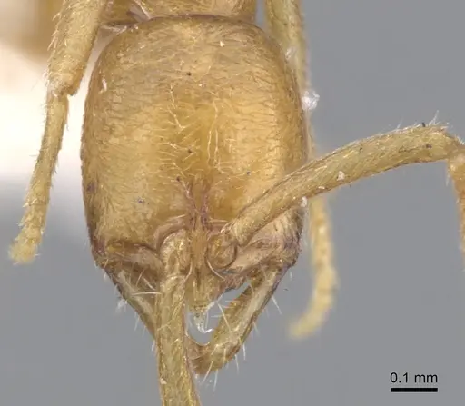 Leptogenys microps specimen