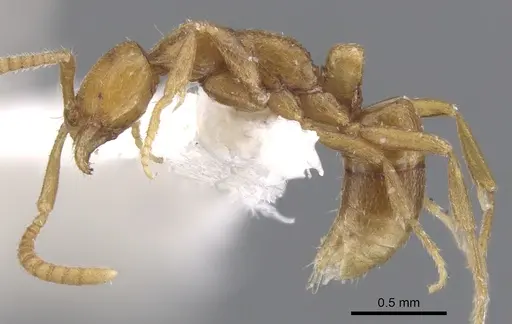 Leptogenys microps specimen