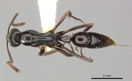 Leptogenys mjobergi specimen