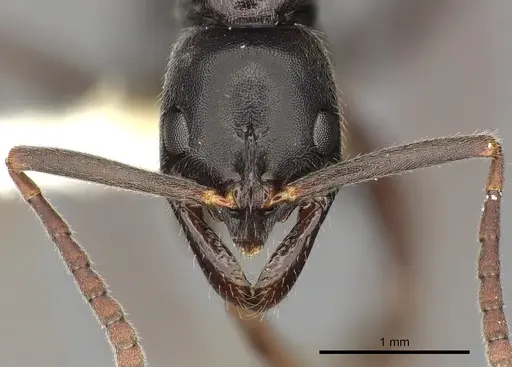 Leptogenys mjobergi specimen