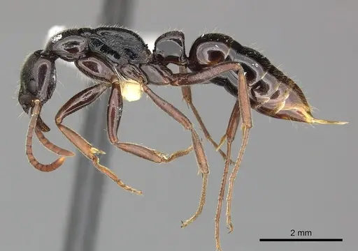 Leptogenys mjobergi specimen