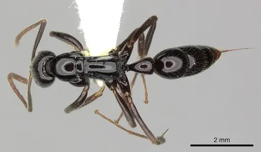 Leptogenys mjobergi - CASENT0270584