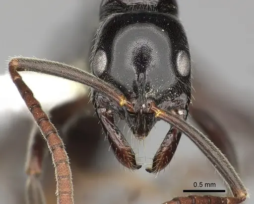 Leptogenys mjobergi - CASENT0270584