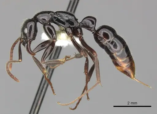 Leptogenys mjobergi - CASENT0270584