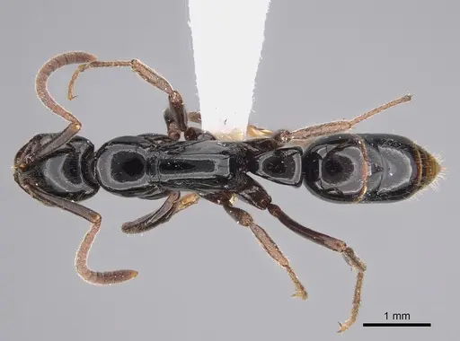 Leptogenys mjobergi - CASENT0887826