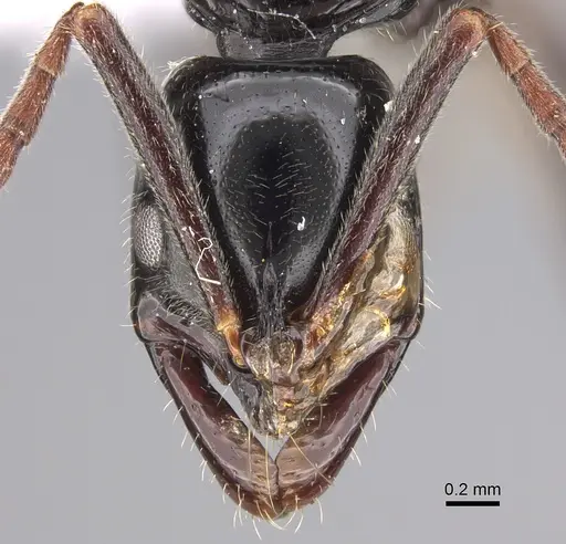 Leptogenys mjobergi - CASENT0887826