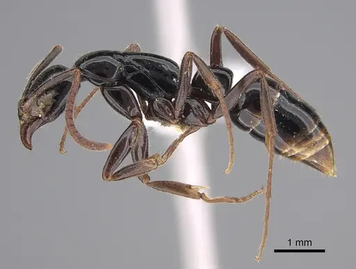 Leptogenys mjobergi - CASENT0887826