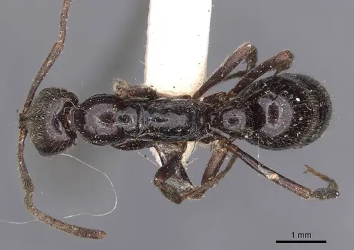 Leptogenys mjobergi - CASENT0907397