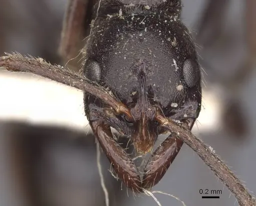 Leptogenys mjobergi - CASENT0907397