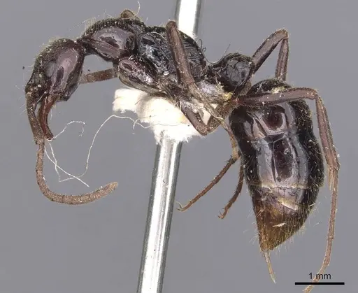 Leptogenys mjobergi - CASENT0907397