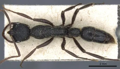 Leptogenys modiglianii specimen