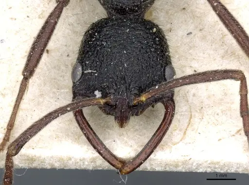 Leptogenys modiglianii specimen