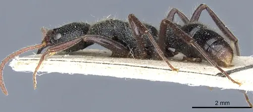 Leptogenys modiglianii specimen