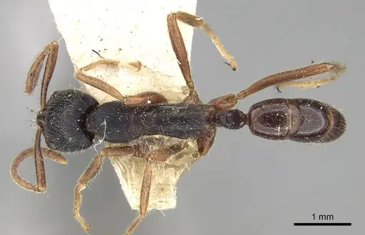Leptogenys moelleri specimen
