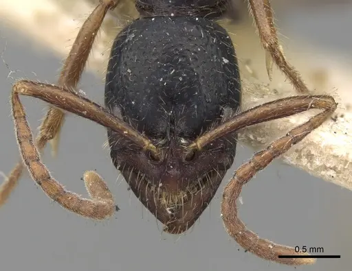 Leptogenys moelleri specimen