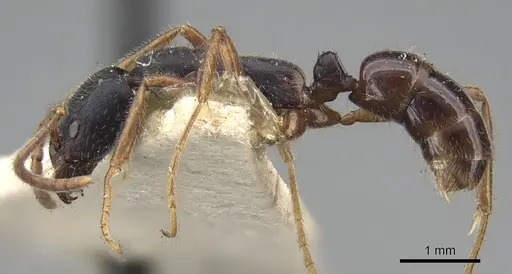 Leptogenys moelleri specimen