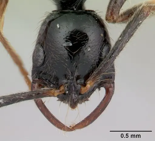 Leptogenys montuosa specimen