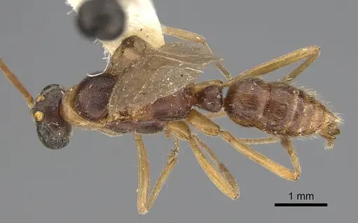 Leptogenys montuosa - CASENT0248750