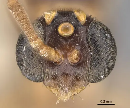 Leptogenys montuosa - CASENT0248750