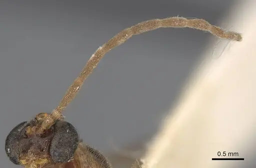 Leptogenys montuosa - CASENT0248750