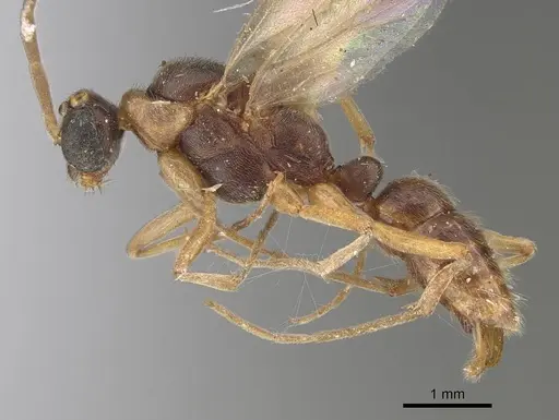 Leptogenys montuosa - CASENT0248750