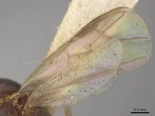 Leptogenys montuosa - CASENT0248750