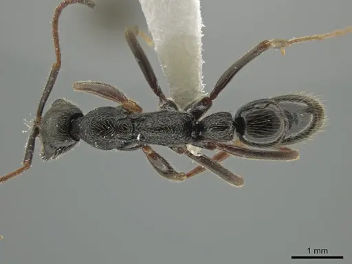 Leptogenys montuosa - CASENT0611917
