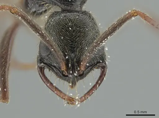 Leptogenys montuosa - CASENT0611917