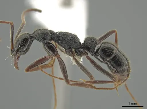 Leptogenys montuosa - CASENT0611917