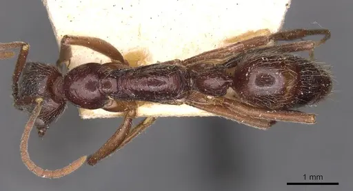 Leptogenys mucronata specimen