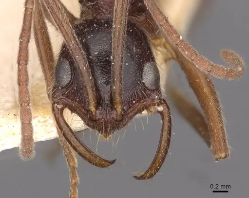 Leptogenys mucronata specimen