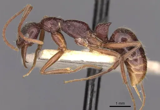 Leptogenys mucronata specimen