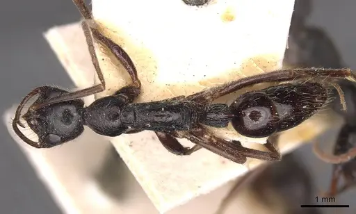 Leptogenys mucronata - CASENT0907346