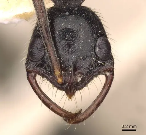 Leptogenys mucronata - CASENT0907346