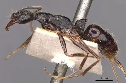 Leptogenys mucronata - CASENT0907346