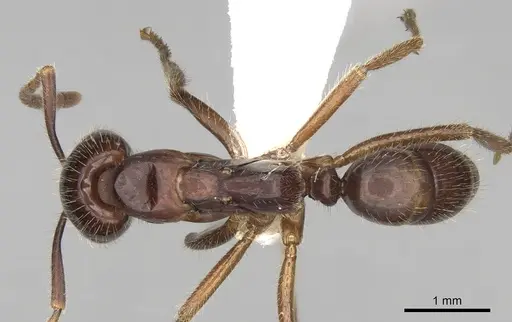 Leptogenys mutabilis specimen