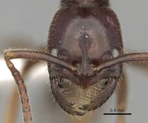 Leptogenys mutabilis specimen