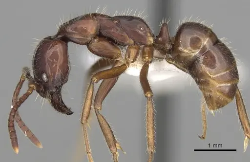 Leptogenys mutabilis specimen