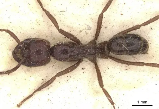 Leptogenys mutabilis - CASENT0901355