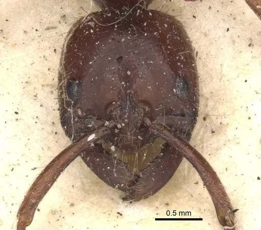 Leptogenys mutabilis - CASENT0901355